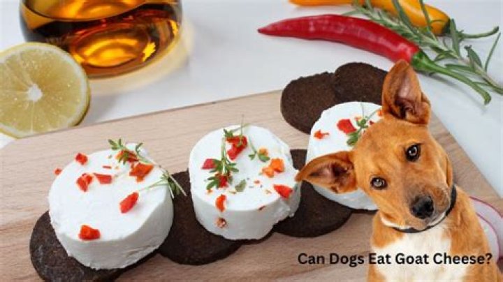 Is Goat Cheese Good For Dogs