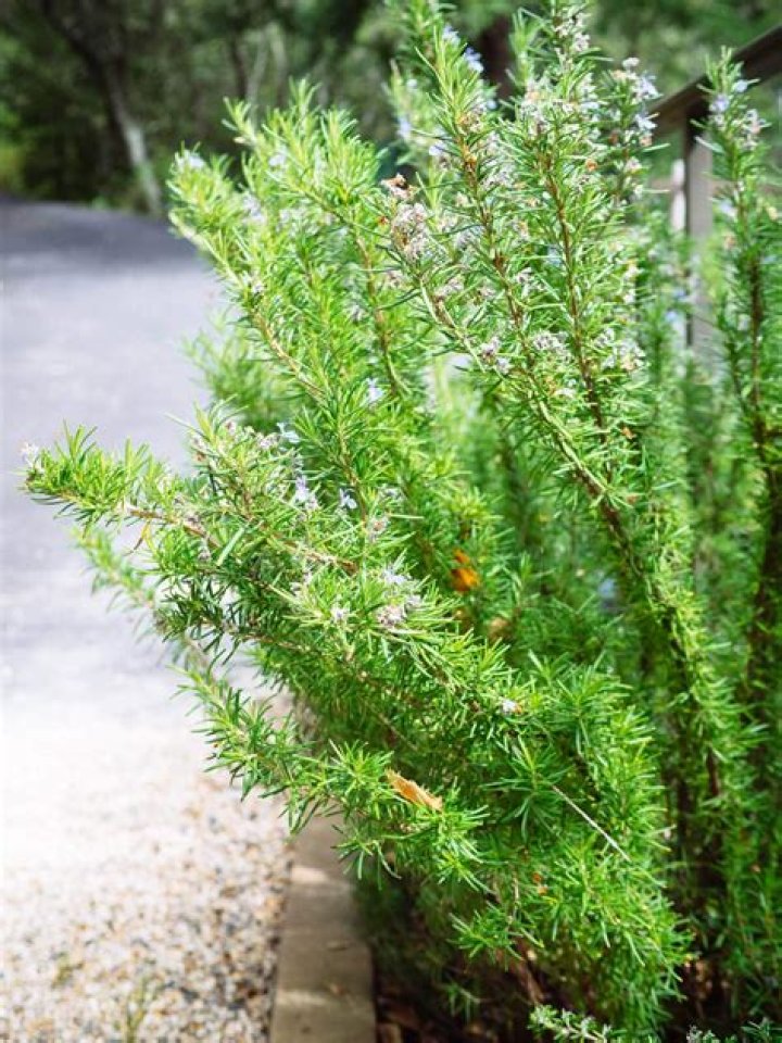 Question: What Does Rosemary Smell Like