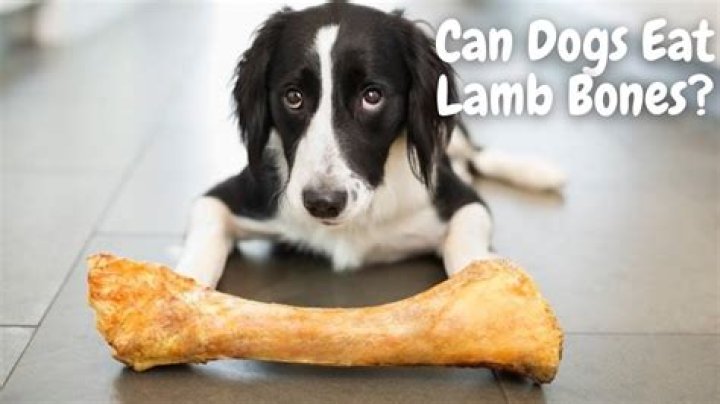 Quick Answer: Can Dogs Have Lamb Bones