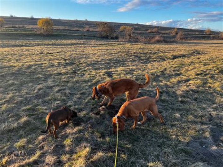 Quick Answer: Do Hound Dogs Shed